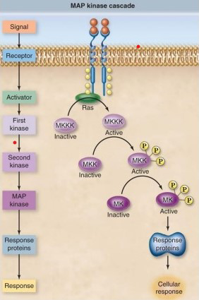 <p>prenos signálu pomocou 3 typov kináz</p><p>receptor aktivuje MAP3K → tá aktivuje MAPKK → tá aktivuje MAPK</p><p>(mapkináza kinázy kinázy, mapkináza kinázy, mapkináza)</p>