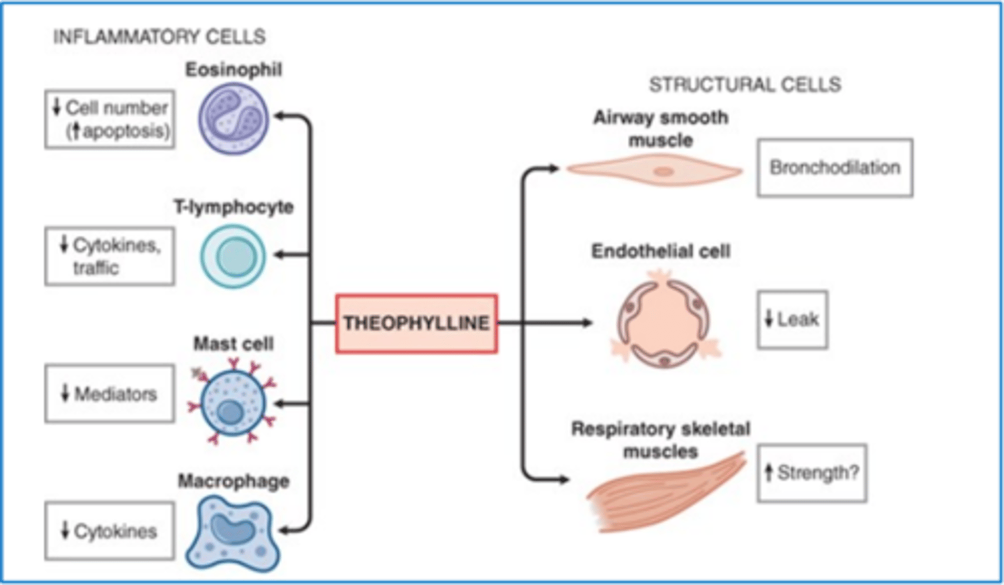 <p>weak, non-selective PDE inhibitor → ↑ cAMP → mild bronchodilation</p><p>- not very effective, we have other meds that work a lot better</p>