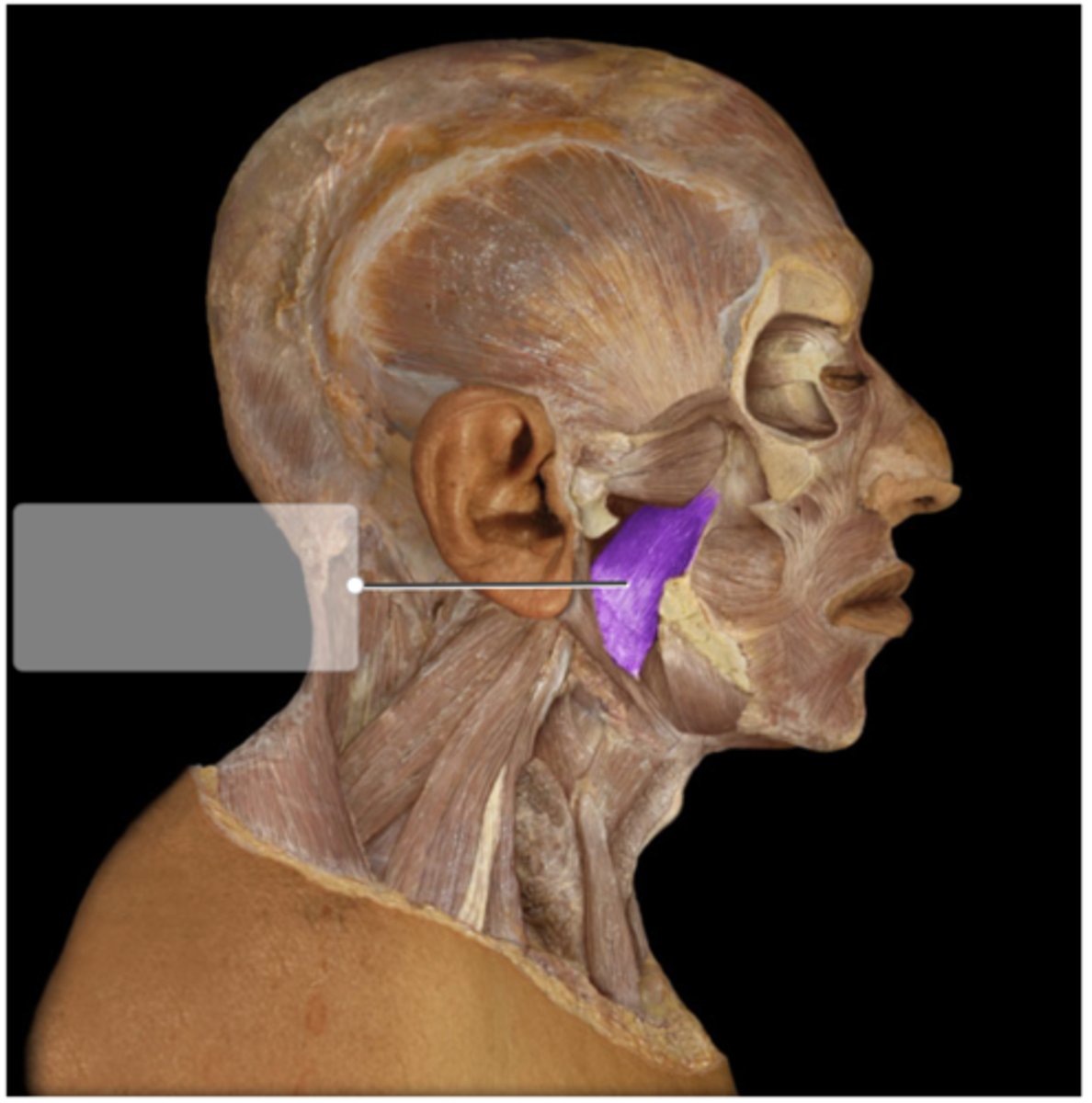 <p>closes jaw, lifts the mandible, helps protrude the mandible, and helps with side to side movement</p>