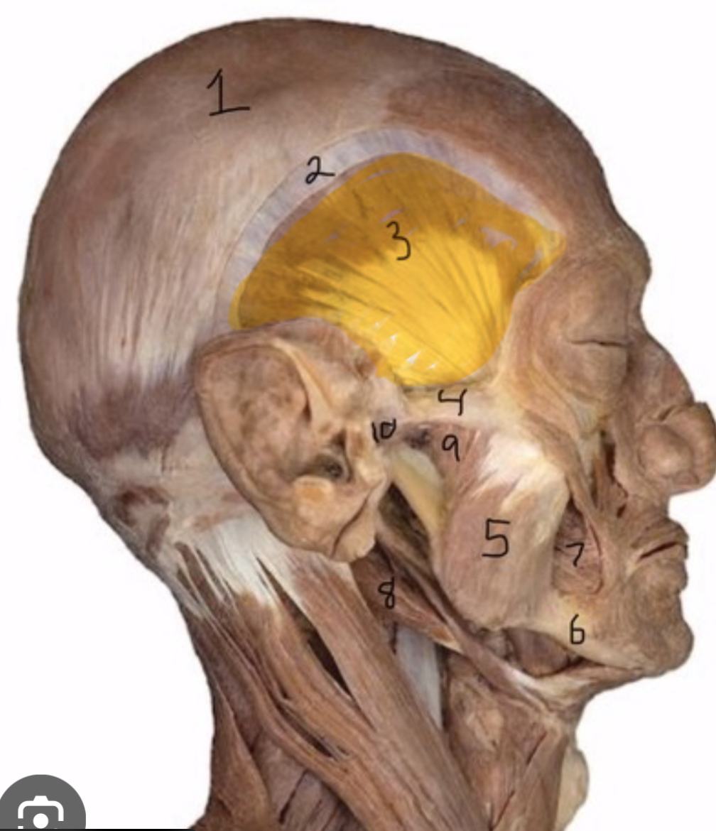 <p>Actions: elevate, retract mandible</p>