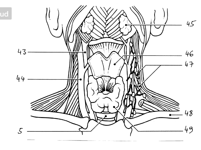 <p>49</p>