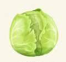 <p>bắp cải</p>