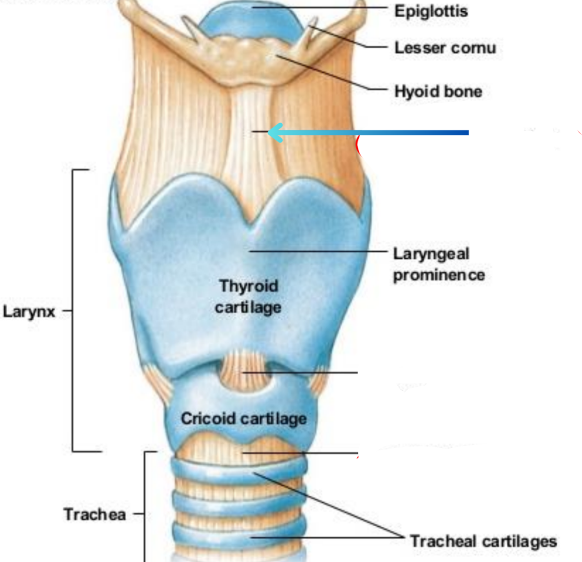 term image