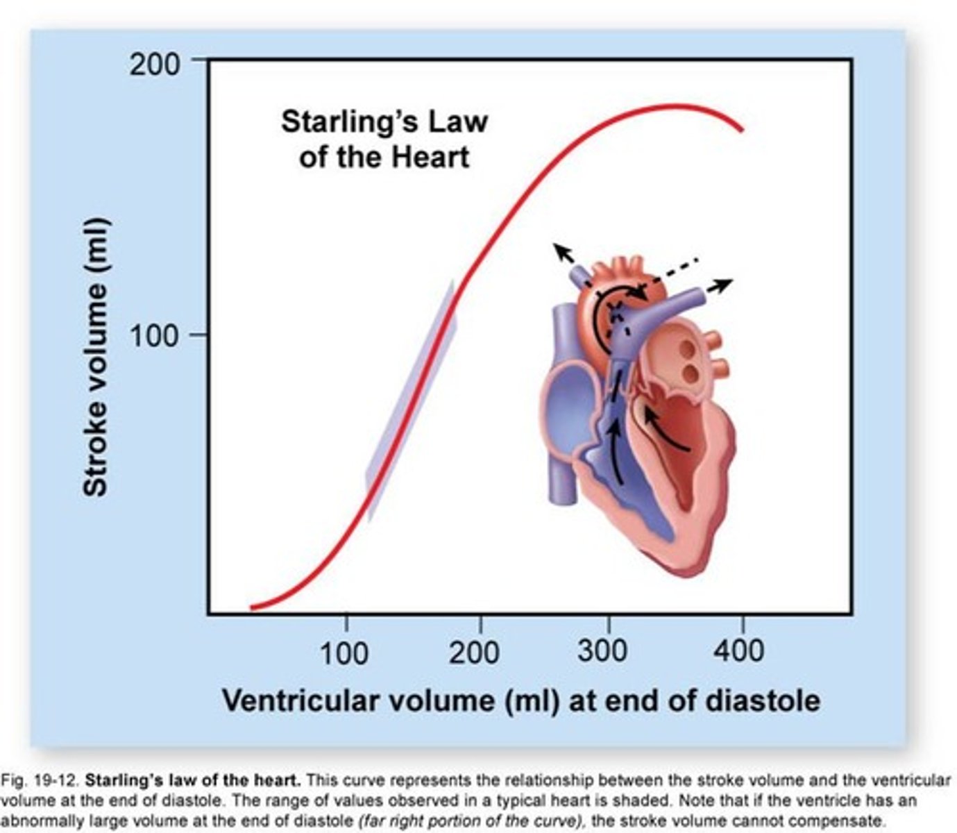 <p>Compares stroke volume and EDV. This is a complex mechanism in which force is increased by stretch; inflow must match outflow. The graph is missing the descending part of the curve because the heart has really well developed mechanisms to deal with this.</p>