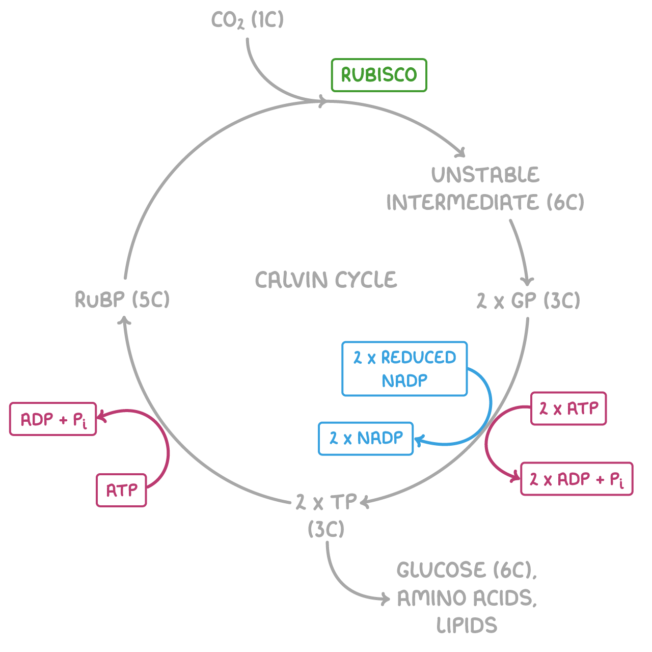 <ul><li><p>CO<sub>2</sub> reacts w/ RuBP to form unstable 6C compound - catalysed by rubisco</p></li><li><p>6C compound splits into 2x GP molecules</p></li><li><p>ATP and NADPH from LDR are used to reduce GP to triose phosphate</p></li><li><p>some triose phosphate used to regenerate RuBP in the Calvin cycle, using ATP</p></li><li><p>some triose phosphate converted to useful organic substances</p></li></ul><p></p>