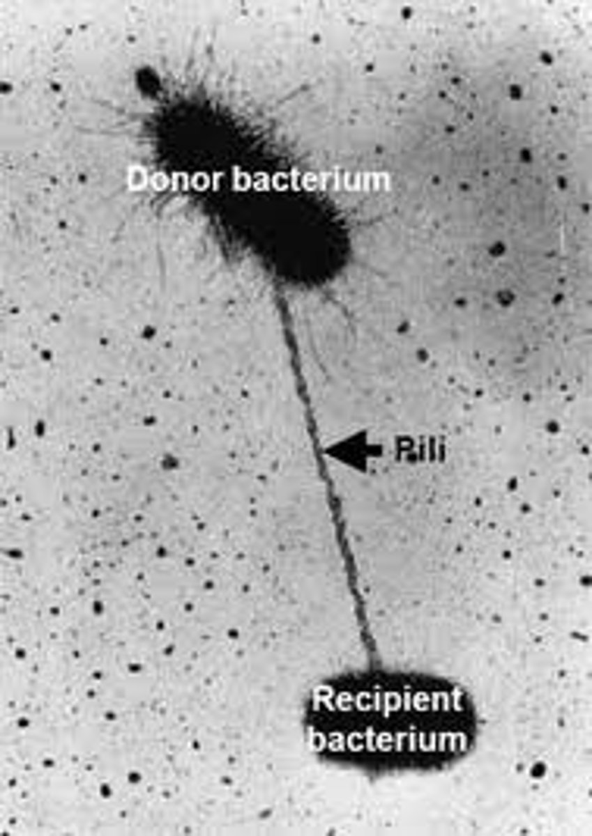 <p>(D) Conjugation</p><p>Conjugation uses a Sex Pilus to transfer the genetic material directly.</p>