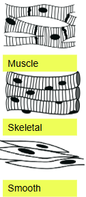 <p>skeletal, cardiac, and smooth muscle tissues</p>