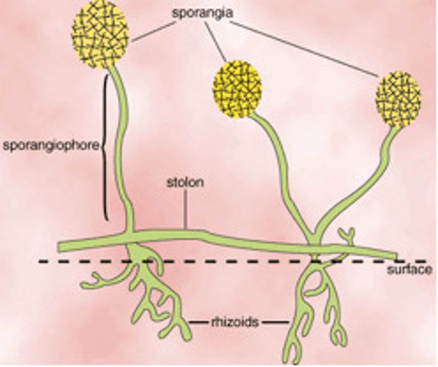 <p>horizontally growing hyphae of fungi (mostly zygomycetes)</p>