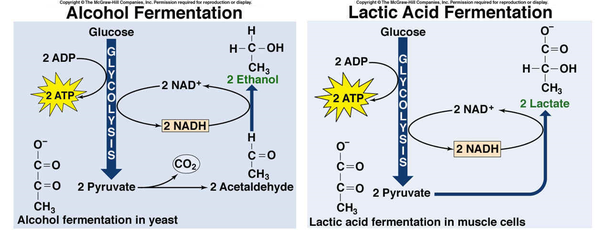 <p>Produces <strong>ethanol</strong></p><p>-In 1st reaction, carboxyl group is removed from pyruvate, releasing CO2</p><p>-In 2nd reaction, acetaldehyde reduces to make ethanol and regenerate NAD+</p>