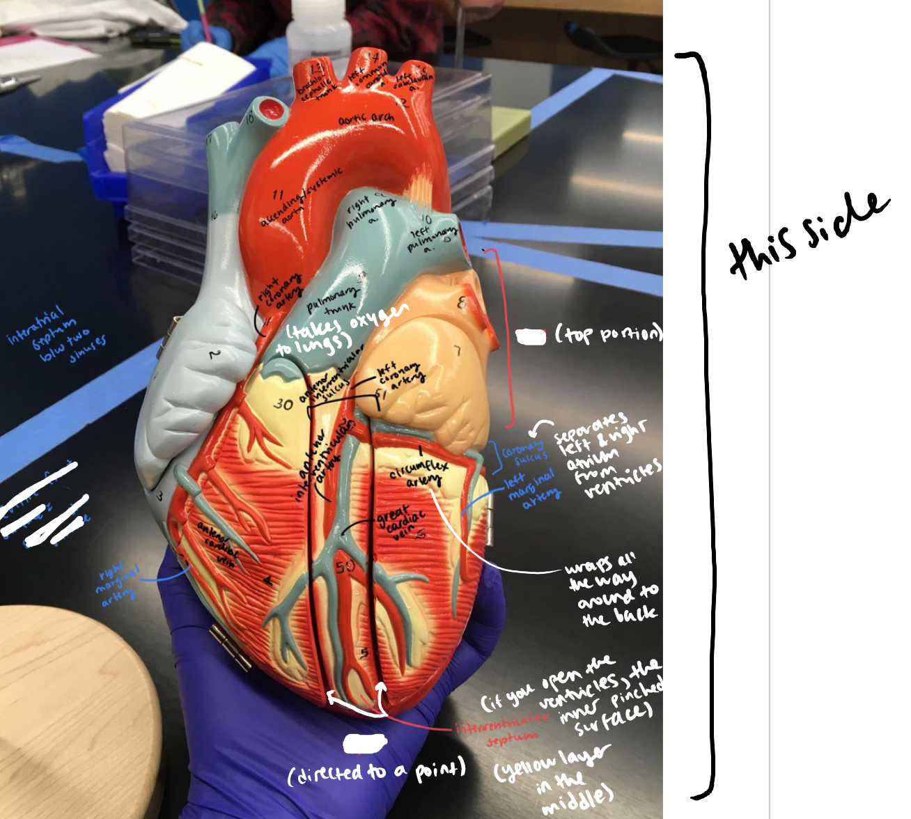 <p>The entire front side of the heart</p>