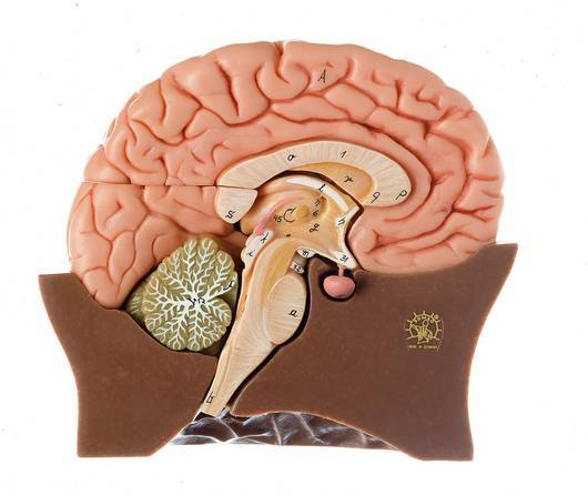 <p>Where are the hypothalamus and pituitary gland?</p>