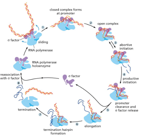 <p>INITIATION:</p><ul><li><p>Begins with RNA polymerase holoenzyme which consists of the RNA polymerase core enzyme and a sigma factor which scans for a promoter region that it can recognize and bind to.&nbsp;</p></li><li><p>When the promoter is found the holoenzyme binds tightly to the DNA (sigma factor recognizes bases) and opens up the DNA helix (forms 10 bp long region of unpaired DNA). Abortive initiation (removing RNA polymerase holoenzyme from promoter) occurs and makes little RNA fragments until the complex falls off from the promoter.</p></li></ul><p>ELONGATION:</p><ul><li><p>Elongation proceeds as normal until the terminator sequence in DNA is reached.</p></li></ul><p>TERMINATION:</p><ul><li><p>Contain multiple U’s and A’s (weakest bonds) in the form of a hairpin, which leads to full dissociation of complex and RNA transcript.</p></li></ul><p></p>