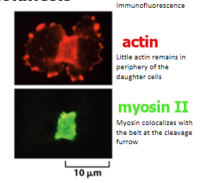 <p>actin and myosin II generate force required for cytokinesis </p><ul><li><p>little actin remains in periphery of the daughter cells </p></li><li><p>myosin II colocalizes with the belt at the cleavage furrow </p></li></ul><p></p>