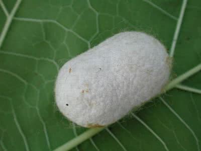 <p>cocoon</p>