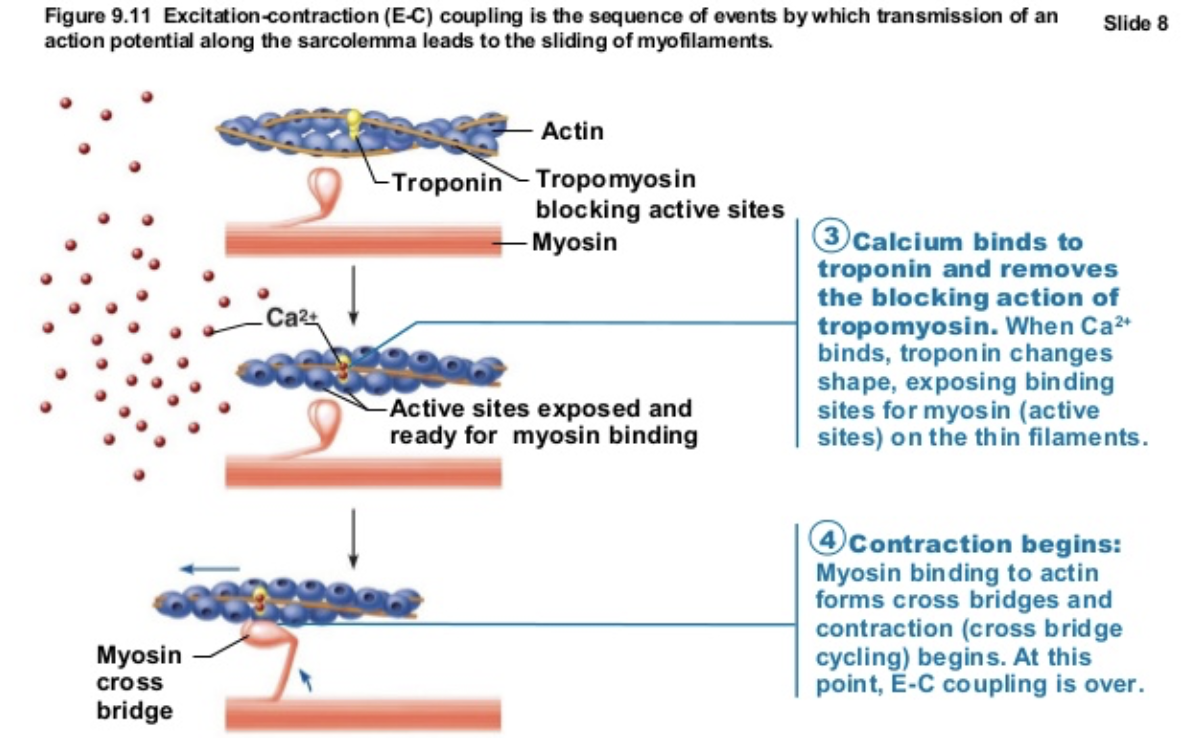 <p><span style="color: blue;"><strong>SIMILAR</strong></span><strong>&nbsp;→ </strong><span style="color: blue;"><strong>Exication-contraction </strong>coupling occurs in BOTH SKELETAL &amp; CARDIAC MUSCLE </span></p><ul><li><p><span style="color: rgb(0, 0, 0);">Ca2+ binds troponin causing filaments to slide</span></p></li></ul><p></p>