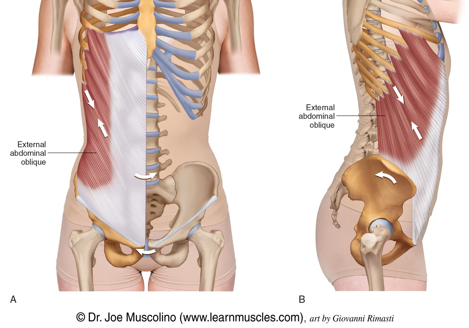 <ul><li><p>lateral bending</p></li><li><p>rotation </p></li><li><p>flexes the spine forward </p></li></ul><p></p>