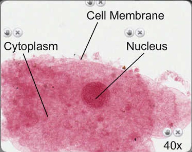 <p><strong>Not organelles</strong></p><p>All the content within the cell (organelles and cytosol)</p><p>Where chemical reactions are carried out</p>