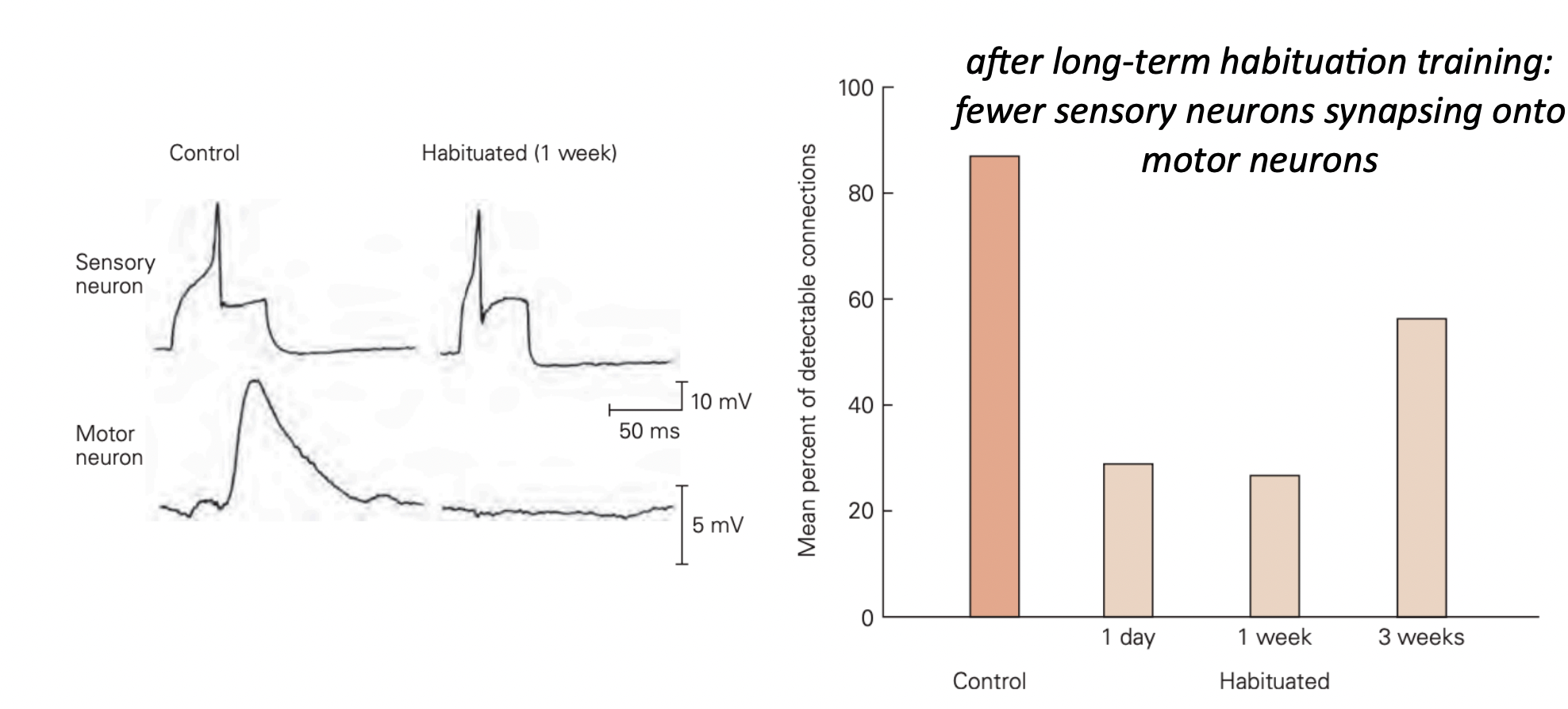 <ul><li><p>loss of sensory-motor synapses in circuit </p><ul><li><p>fewer sensory neurons synapsing onto motor neurons </p></li></ul></li><li><p>4 sessions of 10 stimuli </p><ul><li><p>separated by several hours to 1 day </p><ul><li><p>long term habituation </p></li></ul></li></ul></li></ul>