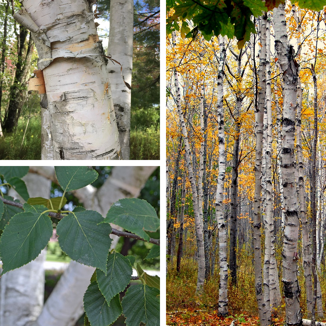 <p>Paper birch:</p><p>Horizontally striped white bark,</p>