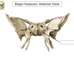 <p>Anterior view</p>