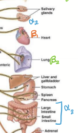 <ul><li><p>Glands </p></li><li><p>inhibitory effect on α1</p></li></ul><p></p>