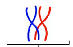 <p>A pair of homologous chromosomes which have synthesized i.e. are each made up of 2 sister chromatids.</p>