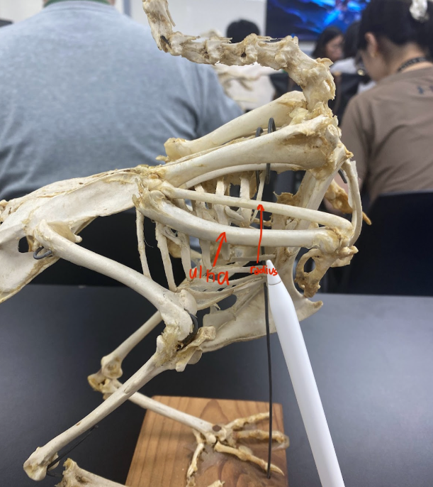 <p>ulna and radius&nbsp;</p>