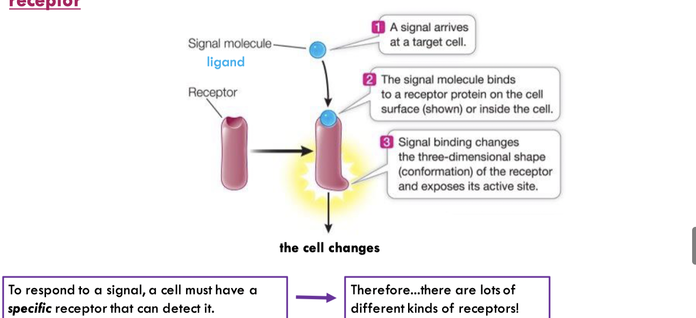 <p>ligand, receptor </p>