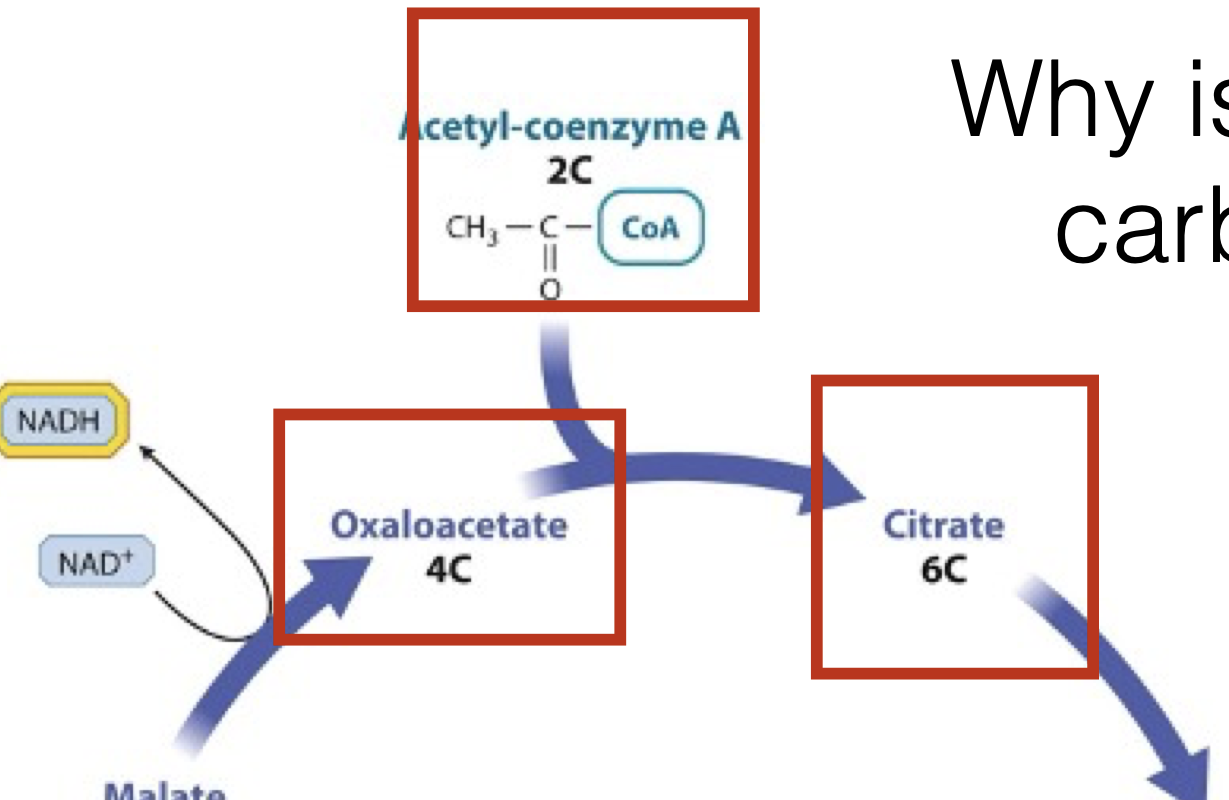 <p>2 carbon molecule combines with 4 carbon molecule to make a 6 carbon molecule; CoA is removed; H2O added</p>