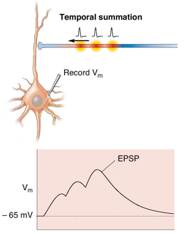 <p>EPSPs generated at same synapse in rapid succession</p>