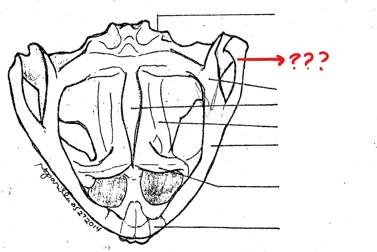 <p>small bone forming the posterior end of the upper jaw to which the posterior piece of the squamousals is attached.; this does not bear teeth in both frogs and toads</p>