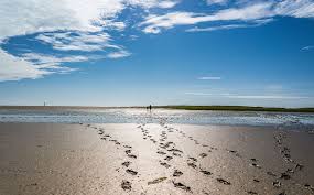 <p>How do mudflats begin to stabilize over time?</p>