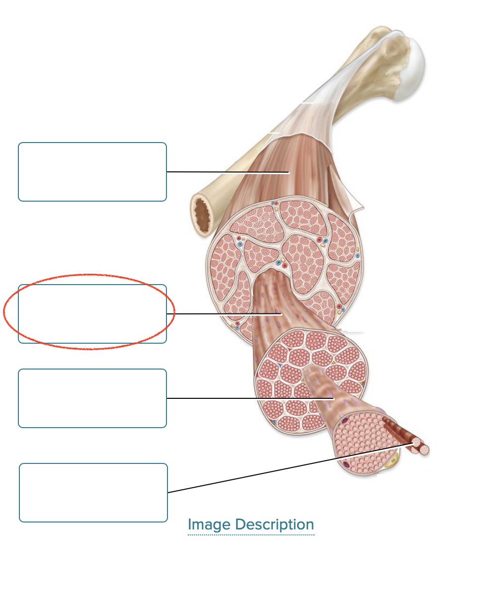 <p><span><span>Label the components of skeletal muscle.</span></span></p>