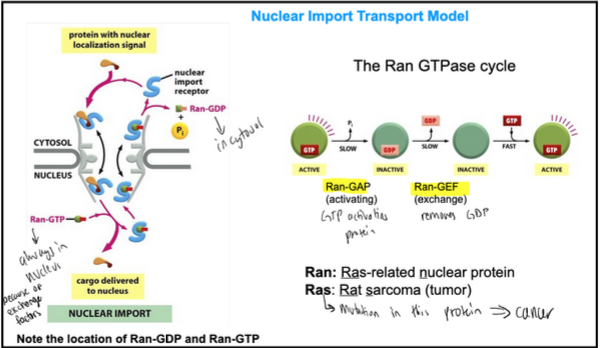 <ul><li><p><span style="background-color: transparent; font-family: "Times New Roman", serif;"><span>Ran stands for Ras-related nuclear protein</span></span></p></li><li><p><span style="background-color: transparent; font-family: "Times New Roman", serif;"><span>Ras stands for rat sarcoma</span></span></p></li><li><p><span style="background-color: transparent; font-family: "Times New Roman", serif;"><span>Ras is a small GTPase. Mutations that permanently activate Ras are found in 20-25% of all human tumours.&nbsp;</span></span></p></li><li><p><span style="background-color: transparent; font-family: "Times New Roman", serif;"><span>Ran-GDP is in cytosol and Ran-GTP is in the nucleus&nbsp;</span></span></p></li><li><p><span style="background-color: transparent; font-family: "Times New Roman", serif;"><span>Ran-GAP is the GTP activating protein</span></span></p></li><li><p><span style="background-color: transparent; font-family: "Times New Roman", serif;"><span>Ran-GEF is the exchange protein that removes GDP</span></span></p></li></ul><p></p>