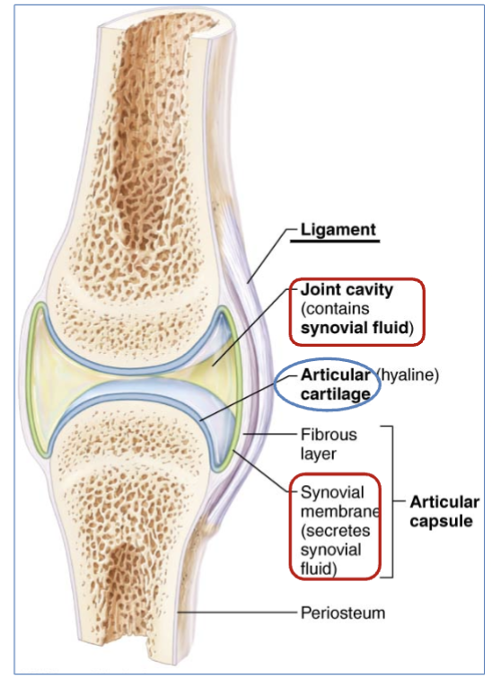 <p>cavity filled with <u>synovial fluid</u>.</p><p>(synovial membrane secretes synovial fluid)</p>