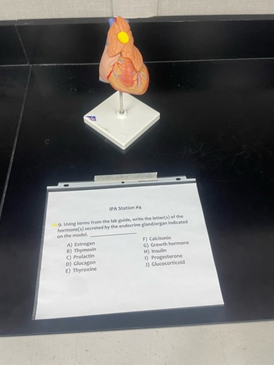 <p>What does the thymus release</p>