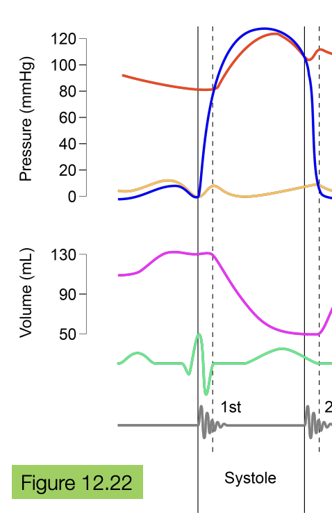 <ul><li><p>the SA node in the conducting system bursts</p></li><li><p>the heart squeezes (contracts) and both the left ventricular and left atrial pressure increase</p></li><li><p> since the walls of the atria is much weaker than the walls of the ventricle, the pressure of the ventricle increases significantly higher </p></li></ul><p></p>