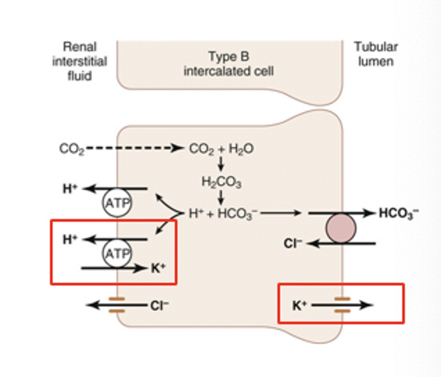 <p>conducting duct cells that regulate acid-base (pH) balance through HCO3- and H+</p>