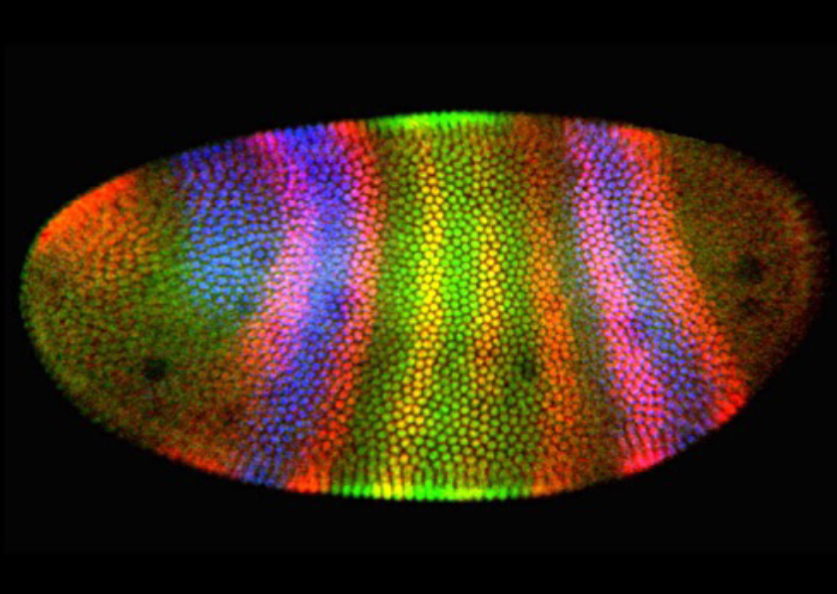 <p>A primary antibody binds specifically to an embryonic protein, a secondary antibody binds to the primary antibody. The secondary antibody is linked to a</p><p>fluorescent “tag.” More than one protein can be stained with different colors.</p><p></p>