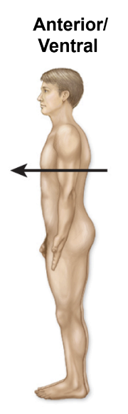 <p>front of the body</p>