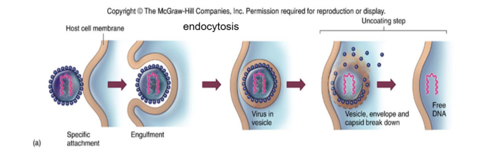 <p>endocytosis</p>