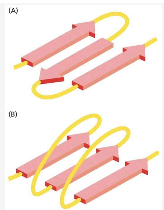 <p>parallel: adjacent strands run in same orientation </p><p>anti-parallel: adjacent strands run in opposite directions </p>