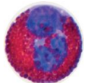 <ul><li><p>Granules that stain pink/red because of an affinity with eosin.</p></li><li><p>Aids in defense against parasites.</p></li><li><p>A PMNG.</p></li></ul><p></p>