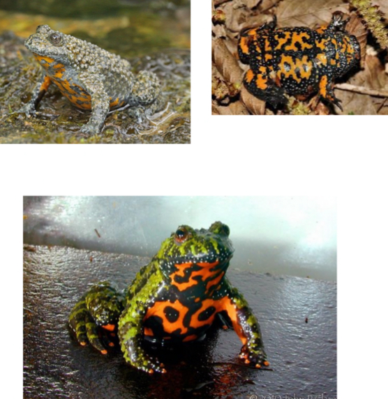 <p><span>Bominatoridae - Fire-bellied toads</span></p>