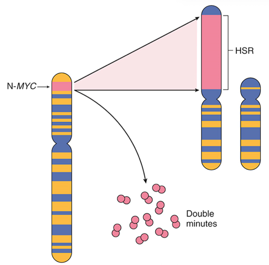 <p>MYC is amplified in many cancers - breast, colon, lung</p><ul><li><p><strong>N-MYC</strong> amplified in neuroblastoma</p></li><li><p><strong>c-MYC</strong> activated by chromosomal translocation in Burkitt’s lymphoma</p></li></ul><p>Extra chromosomal double minutes</p><p></p>