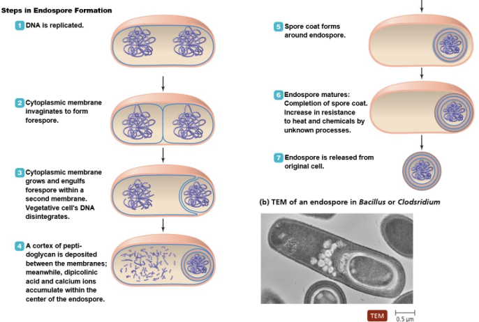 are unique structures produced by some bacteria and vegetative cells transform into endospore when multiple nutrients are limited 