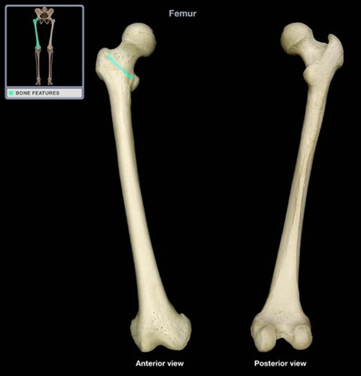<p>a line between the trochanters on the anterior surface of the femur</p>