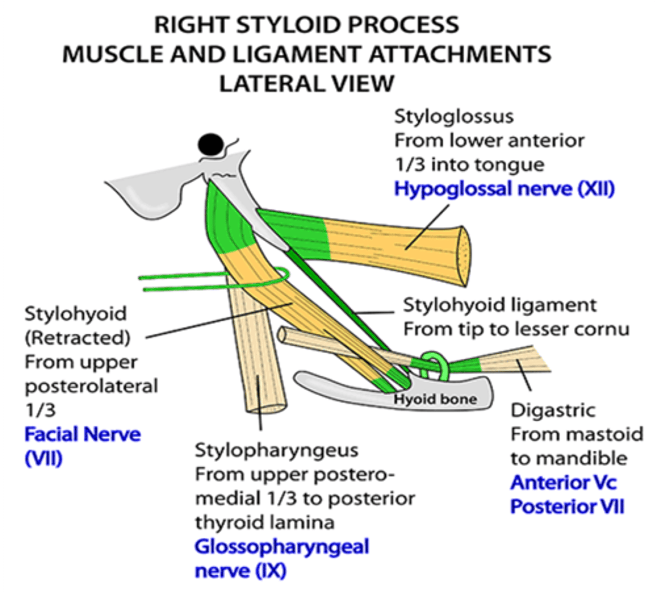 <p>Glossopharyngeal nerve (CN IX)</p>