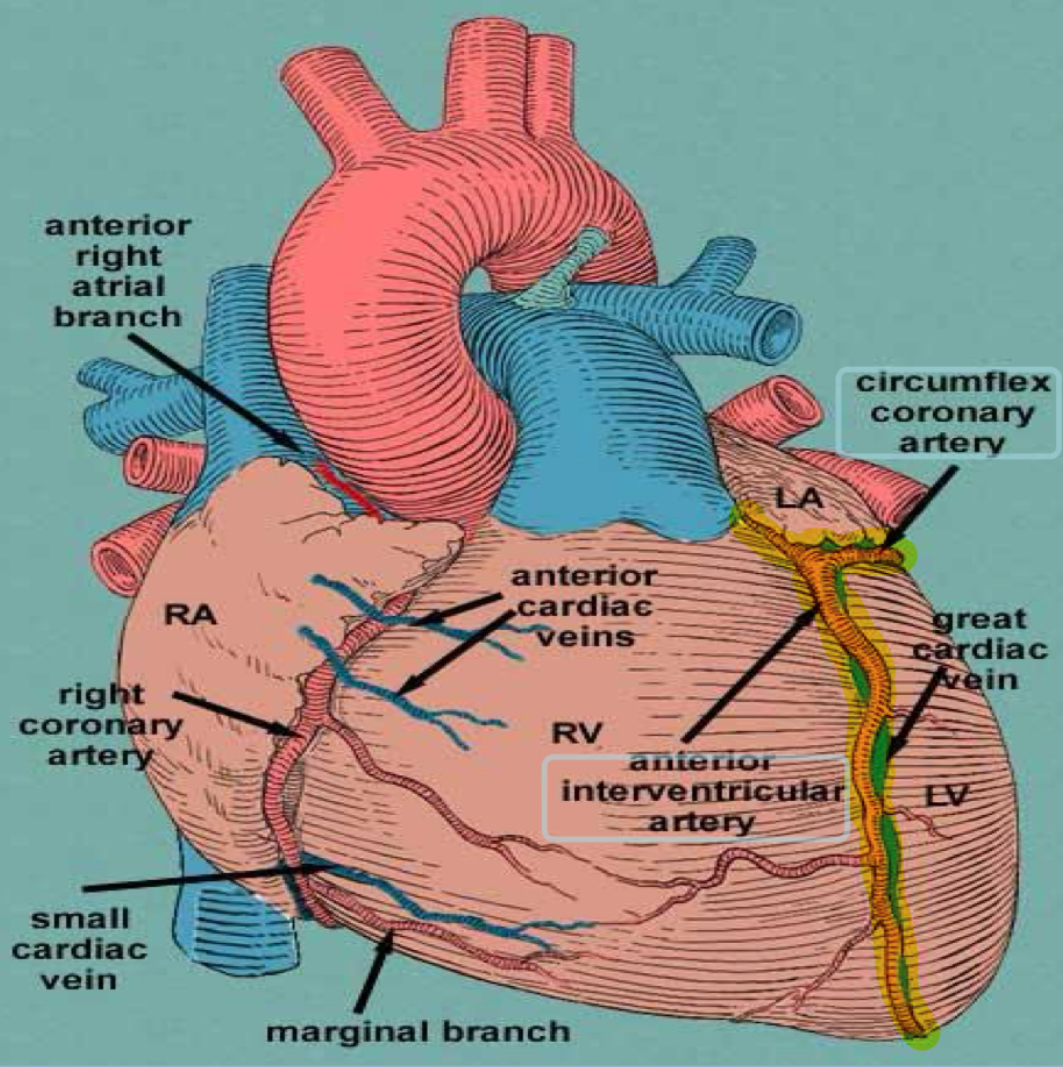 <p>Lt coronary artery:</p><ol><li><p>Anterior interventricular artery</p></li><li><p>Circumflex artery</p></li></ol><p></p>
