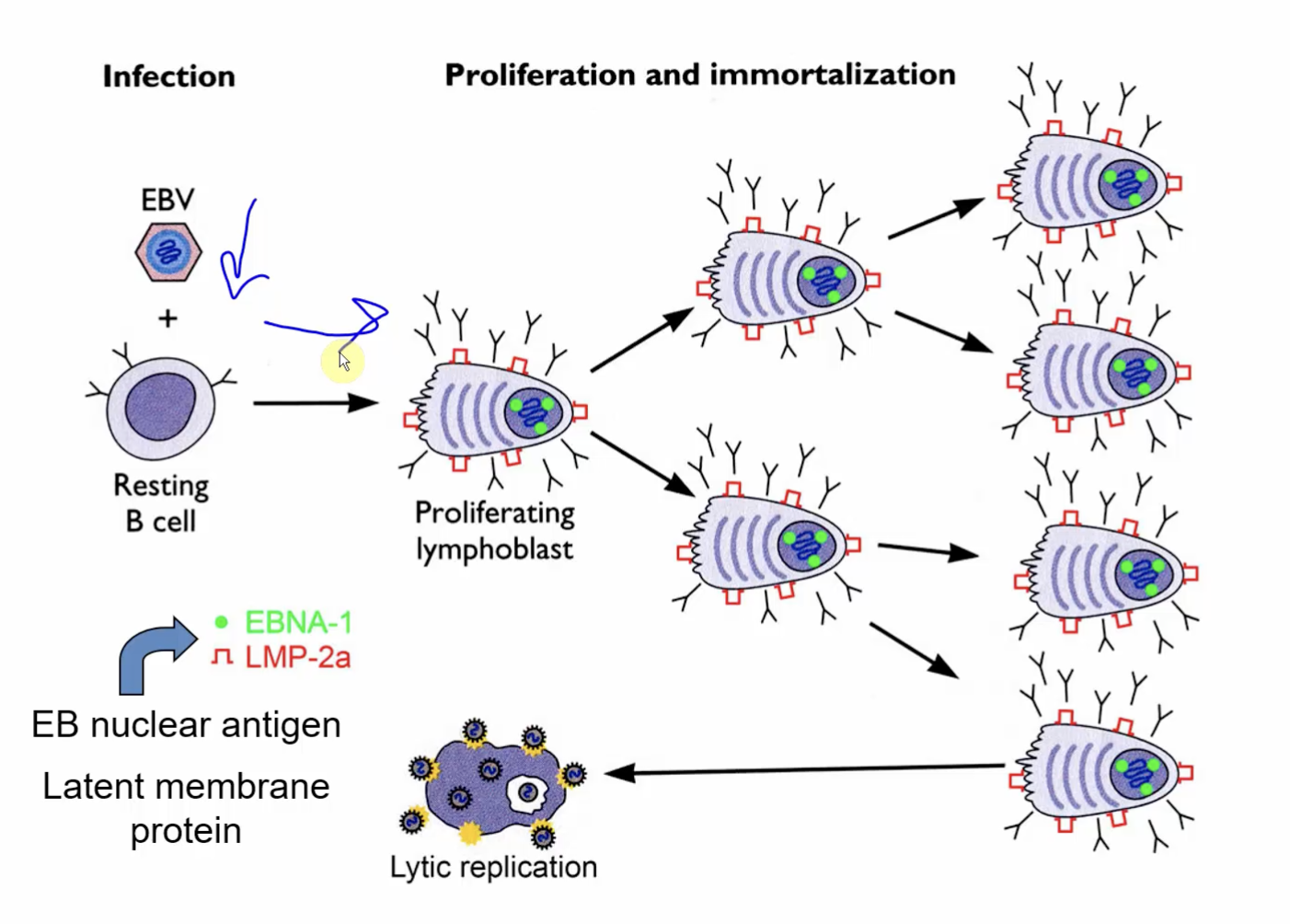 <ul><li><p>Replicates in <strong>B-cells</strong> or <strong>permissive epithelial cells</strong></p></li><li><p>Causes latent infection of B-cells</p><ul><li><p>Stimulates and Immortalizes B-cells</p></li></ul></li></ul><p></p>